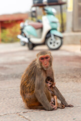 Mother monkey holding her baby in Jaipur, India