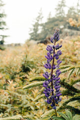 Lupine in Acadia National Park, Maine