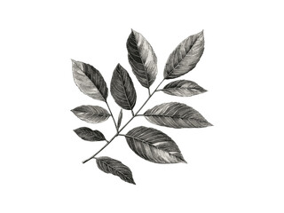 Vintage botanical art, ash tree engraving, hand-drawn leaves, rustic woodland decor, eco-friendly print, old engraving style black sketch, nature tree, trendy forest sketch, detailed tree drawing