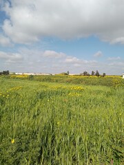 field of wheat