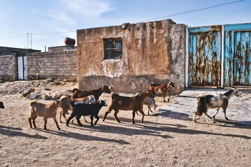 A group of goats are walking in a field