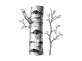 Aspen tree bark vintage engraving, botanical illustration, hand-drawn nature sketch, rustic tree trunk texture, eco-friendly art, retro woodland wall decor, old engraving style, forest silhouette © Icons bundle Studio