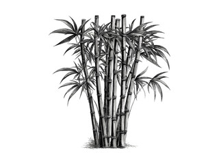 Vintage hand-drawn bamboo tree engraving, botanical illustration, rustic eco-friendly art, bamboo stalks nature print, old black sketch, retro woodland decor, antique plant drawing