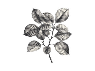 Beech tree botanical illustration, vintage engraving style, rustic forest art, black sketch, eco-friendly print, retro tree decor, natural leaves, woodland nature design, antique plant art