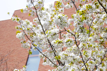 Branches of sakura flowers, cherry blossom