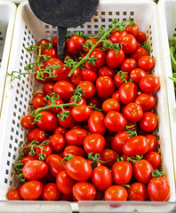 Fresh organic red plum tomatoes pile in crate on market