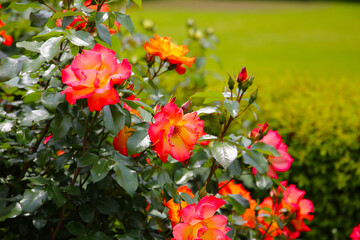 Beautiful roses in full bloom at the Japan Rose Garden.