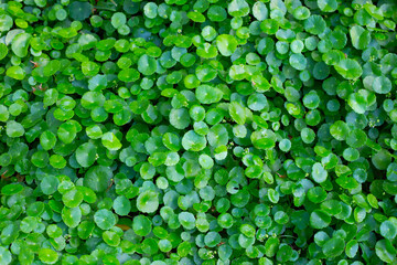 Centella asiatica (gotu kola). Fresh green leaves herb background.