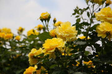 Yellow roses blooming in a Japanese public garden.