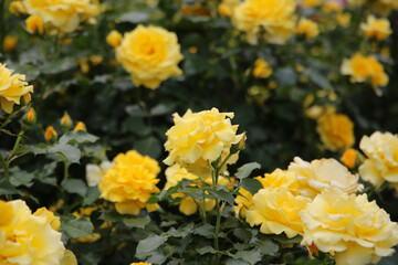 Yellow roses blooming in a Japanese public garden.