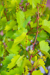 Grape vine with branches, leaves, and young fruit