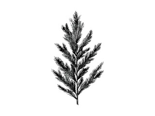 Cedar leaves vintage engraving, hand-drawn botanical illustration, black sketch style, rustic evergreen tree decor, nature art print, old engraving design, woodland foliage, sustainable home art