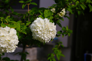 White flower of viburnum plicatum in Japanese garden