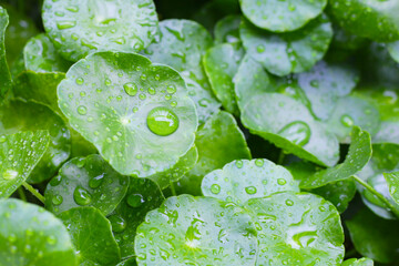 Green leaves of centella asiatica with rain drop (Gotu Kola) Fresh herb plant