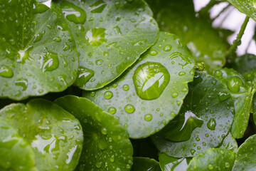 Green leaves of centella asiatica with rain drop (Gotu Kola) Fresh herb plant