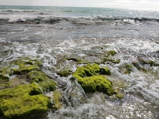 waves on the rocks covered with green algaes