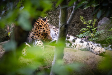 Amur Leopard close up resting in the wild