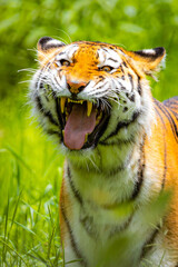 Close up Roaring Amur Tiger Portrait in the Wild