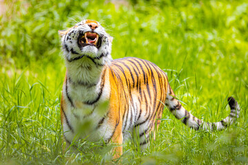 Close up Roaring Amur Tiger Portrait in the Wild