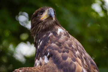 Close-up Portrait of Wild golden eagle