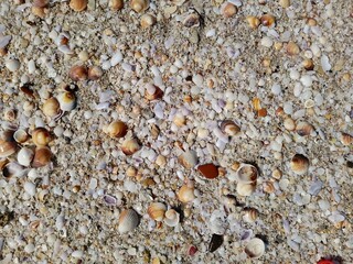  Shells on the beach