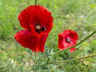 Obraz premium Red poppy flowers blooming in a green field, selective focus. Close-up of vibrant red poppy flowers blooming in a natural meadow. 