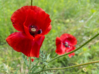 Red poppy flowers blooming in a green field, selective focus
