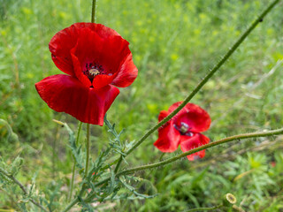 Red poppy flowers blooming in a green field, selective focus