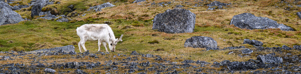 A reindeer of the Svalbard archipelago grazes in a field