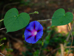 Purple Morning Glowy between two heart shaped leaves 