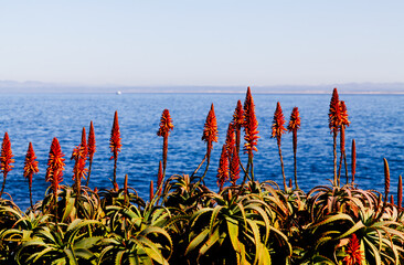 Orange Flowers From Cactus Plant With Monterey Bay In Background