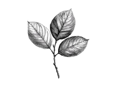 Rustic woodland decor, vintage hickory leaf engraving, hand-drawn botanical illustration, black sketch art, old engraving style, eco-friendly nature art, trending botanical wall decor