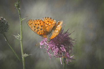 butterfly on flower in summer