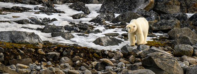 A polar bear walks through a boulder field