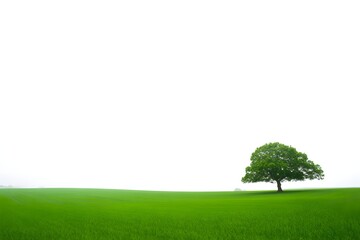 Fototapeta premium Isolated tree in green field landscape background scenic nature photography wallpaper for design