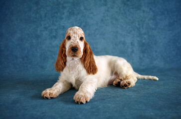 Portrait of an English Cocker Spaniel puppy.  The dog is lying down. The color is orange roan. Age 2 months.
