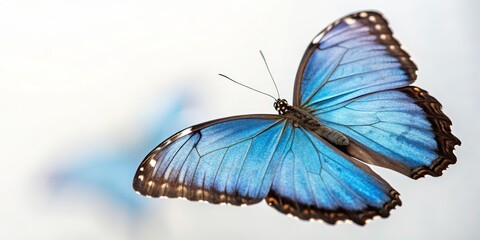 Blue Morpho Butterfly Close-up Composition, Vibrant Wings, Nature Concept, Morpho peleides Butterfly, Lepidoptera