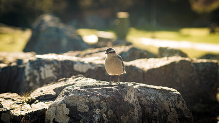 Bird perching on a stone in a city park.