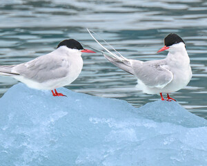 Two Arctic terns (Sterna paradisaea) stand on some ice