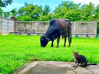 a black bull grazing on the green grass, and a sokoke cat in the foreground looking at the camera
