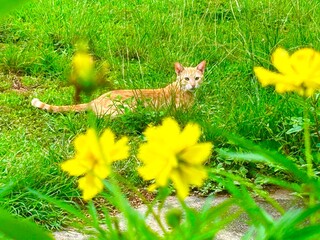 photo of a cat lying on the green grass, in the foreground the cosmos shulphureus flowers are out of focus