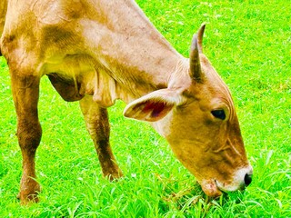 a cow grazing in the foreground, eating green grass