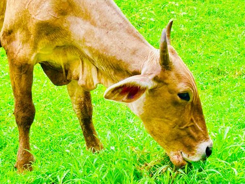 a cow grazing in the foreground, eating green grass