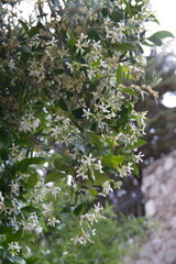 Chinese star jasmine - Trachelospermum jasminoides in bloom Confederate jasmine, southern jasmine, flowering plant, native to to  Asia Japan, Korea, China 