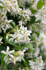 Chinese star jasmine - Trachelospermum jasminoides in bloom Confederate jasmine, southern jasmine, flowering plant, native to to  Asia Japan, Korea, China 