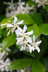 Chinese star jasmine - Trachelospermum jasminoides in bloom Confederate jasmine, southern jasmine, flowering plant, native to to  Asia Japan, Korea, China 