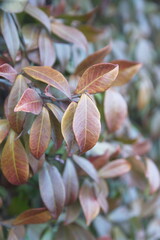 Foliage of Chinese star jasmine - Trachelospermum jasminoides, Confederate jasmine, southern jasmine, native to to  Asia Japan, Korea, China 