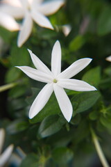 Jasminum multipartitum in bloom, ornamental plant 