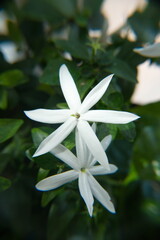 Jasminum multipartitum in bloom, ornamental plant 