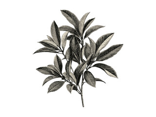 Vintage engraving of mango tree leaves, hand-drawn botanical art, tropical tree foliage, eco-friendly print, retro nature decor, black sketch, woodland illustration, classic engraving style